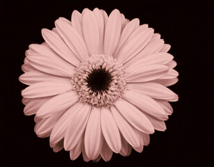 Closeup Illustration of a Pink Daisy Flower Detailed Artistic Floral Design and Botanical Art