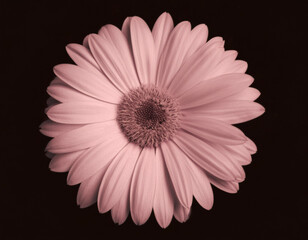 Closeup Illustration of a Pink Daisy Flower Detailed Artistic Floral Design and Botanical Art