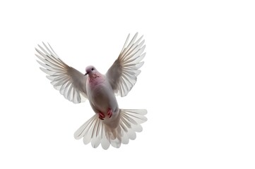 Obraz premium flying doves on an isolated transparent background.