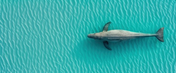 Obraz premium Aerial view of a Plesiosaurus swimming in an ancient sea, copy space, natural lighting