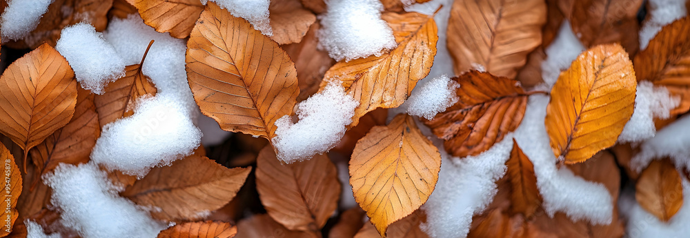 Poster yellow orange autumn beech leaves peek through the first snow creating a bright cool and leafy backg