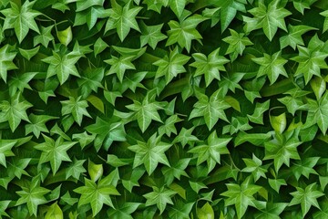 3D Graphic of Bright Hedera Helix Ivy with Detailed Leaf Texture on Seamless Background