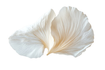 Creamy White Flower Petals, Delicate Embrace, Isolated on White