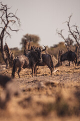 wildebeest