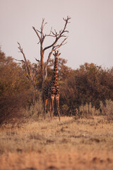 giraffe in delta okawango