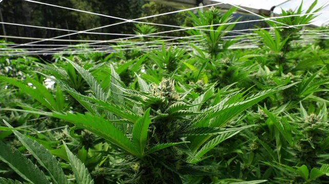 A field of marijuana plants with a wire netting over them. The plants are green and tall