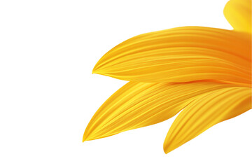 Fototapeta premium Vibrant Sunflower Petals Close-up: Golden Hues on White