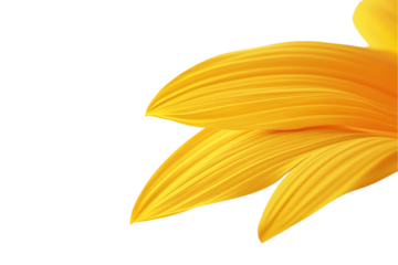 Vibrant Sunflower Petals Close-up: Golden Hues on White