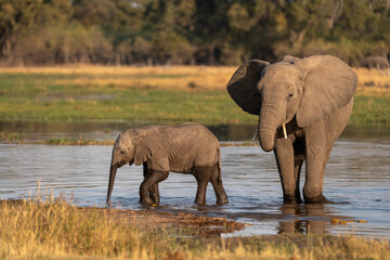 elephants in the water