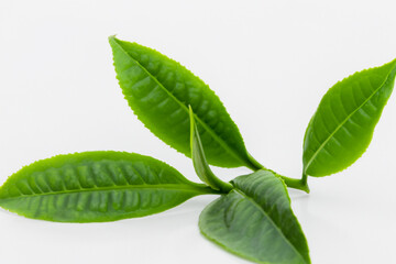 Obraz premium Tea in green and white on a. Leaf plant fresh concept. Green tea leaves with white. Green tea with white leaves on lifestyle a white.