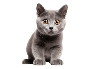 Fototapeta premium A curious gray cat with its ears perked up and tail wrapped around its paws, isolated on a crisp white background