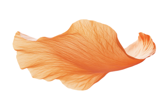 Floating Peach Hibiscus Petal, Delicate Texture, Isolated on White