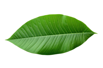 A fresh green cocoa leaf laying flat with a glossy surface and intricate vein patterns isolated on white background