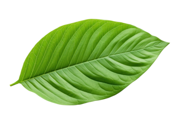 A fresh green cocoa leaf laying flat with a glossy surface and intricate vein patterns isolated on white background
