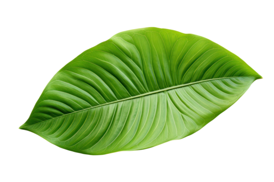 A fresh green cocoa leaf laying flat with a glossy surface and intricate vein patterns isolated on white background