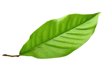A green cocoa leaf with a natural curve, displaying its full length and midrib structure isolated on white background