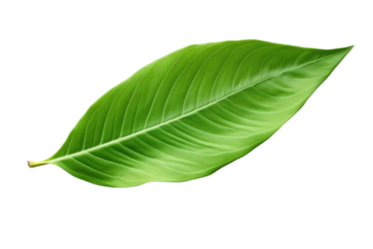 A green cocoa leaf with a natural curve, displaying its full length and midrib structure isolated on white background