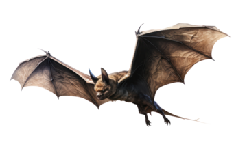 A Halloween bat in mid-flight with its wings fully extended, white background