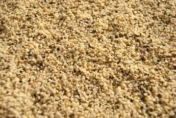 Hemp seeds background. Organic hemp seeds close-up.