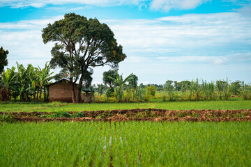 Lush Rice Paddies, Mto Wa Mbu Tanzania
