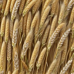 wheat ears isolated on white, illustration
