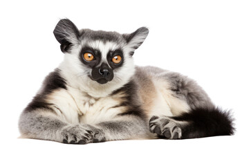 Obraz premium A lemur cat in a relaxed pose, lying on a soft surface, isolated on white background