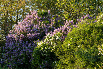 Obraz premium Blüten vom Gemeinen Flieder oder Gewöhnlicher Flieder (Syringa vulgaris) 