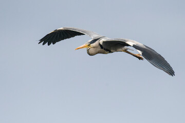 Graureiher im Flug	