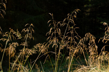 A ray of sunlight on tall grasses against a dark forest background. A clump of grasses highlighted by the sun in the Col des Pandours forest in the Vosges.