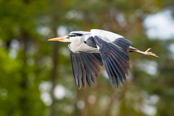 Graureiher im Flug	