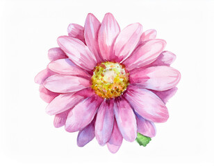 Watercolor Illustration of a Pink Daisy Flower Detailed Artistic Floral Design and Botanical Art