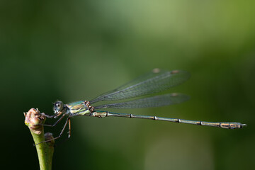 Close-up of a dragonfly, a willow damselfly (Chalcolestes viridis), sitting on a stem. The...