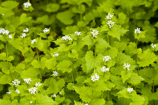 Knoblauchsrauke (Alliaria petiolata )	