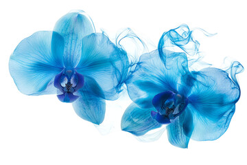 Azure Orchids: Ethereal Bloom with Whispers of Blue Smoke on White.