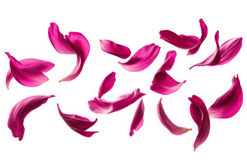 Floating Crimson Peony Petals: Isolated, Airy Floral Design