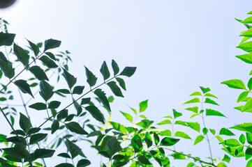 Cork tree, Indian cork tree or Millingtonia hortensis Linn or BIGNONIACEAE or small Cork tree or tree