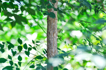Fototapeta premium Cork tree, Indian cork tree or Millingtonia hortensis Linn or BIGNONIACEAE or small Cork tree or tree
