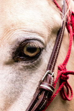 Close-up of horse eye and traditional harness in La Marquesa