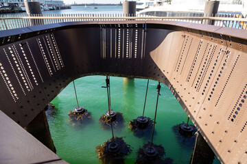 Mussel ropes filter seawater at downtown Auckland waterfront