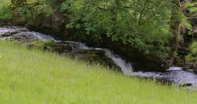 shot of water cascading over rocky waterfall under a tree on the upper river Wharfe by Cray, Buckden Wood Lane, B6160 in the Yorkshire Dales