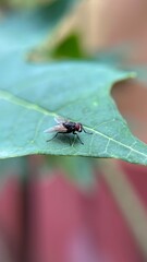 Close-Up of a House Fly on a Green Leaf 