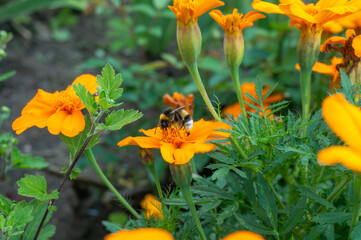 bumblebee collects nectar and pollen on orange flowers