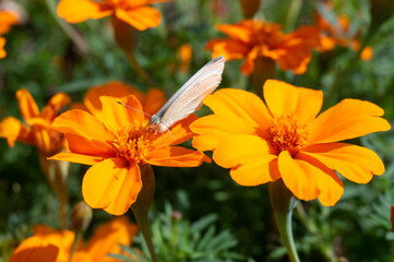 A white butterfly collects nectar and pollen on orange flowers