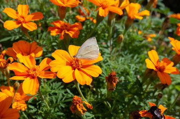 A white butterfly collects nectar and pollen on orange flowers