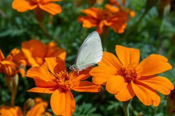 A white butterfly collects nectar and pollen on orange flowers