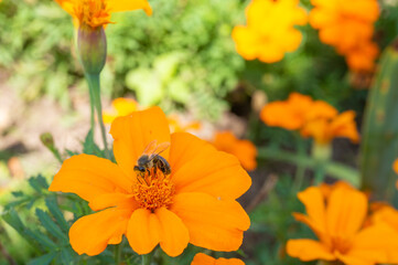 Close-up of a bee collecting nectar and pollen on a flower
