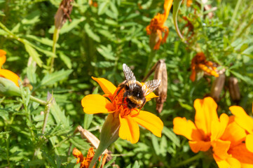 bumblebee collects nectar and pollen on an orange flower