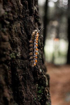 Close-up of a caterpillar on a tree bark in La Marquesa, Mexico