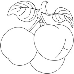 Asian Pears
