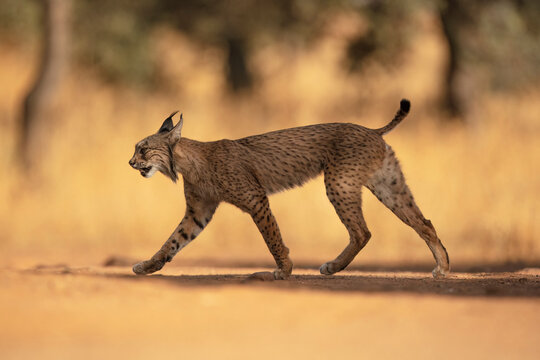 Iberian lynx in motion, Ciudad Real, Spain